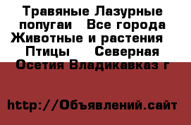 Травяные Лазурные попугаи - Все города Животные и растения » Птицы   . Северная Осетия,Владикавказ г.